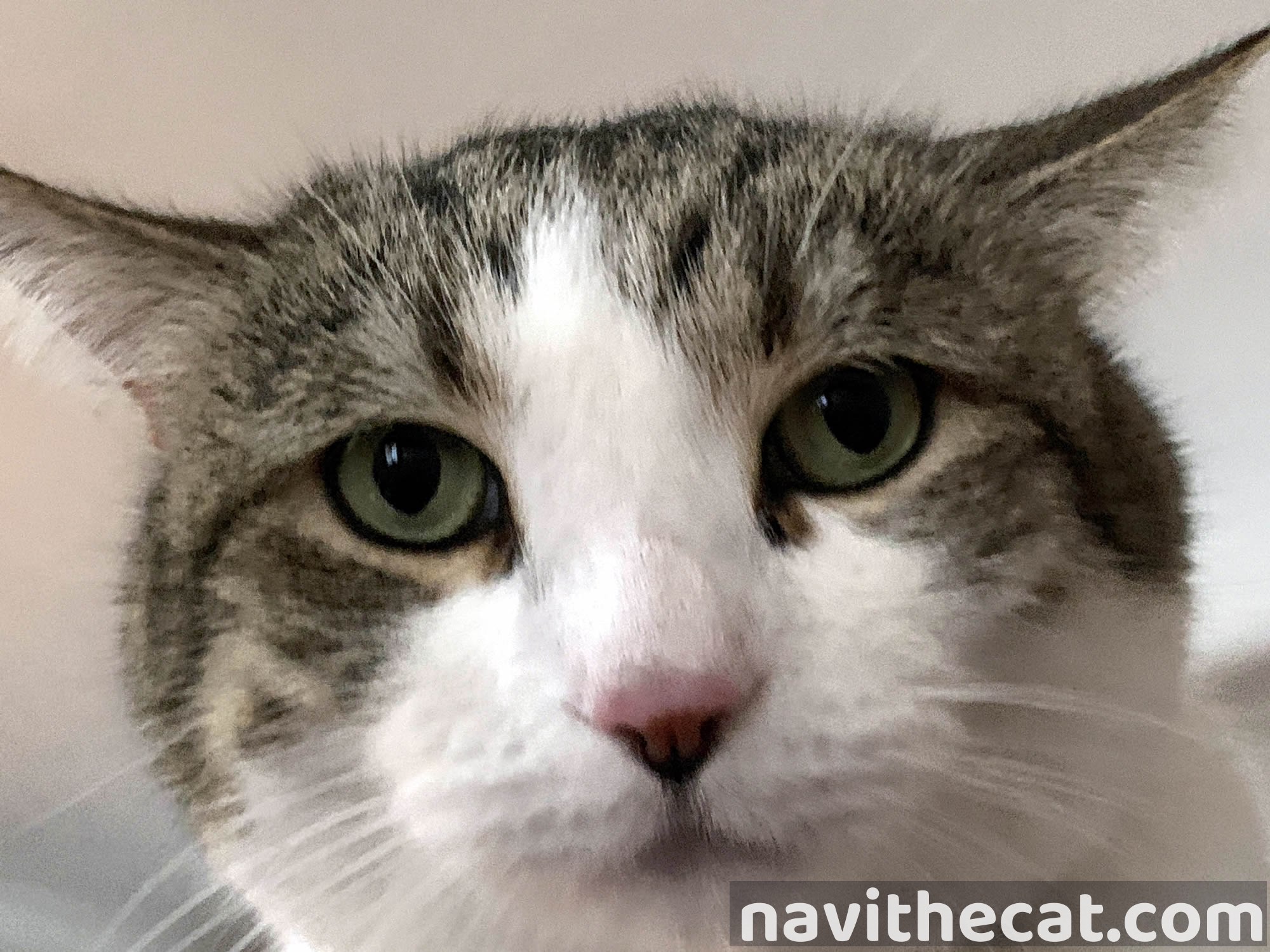 Biscuit the cat