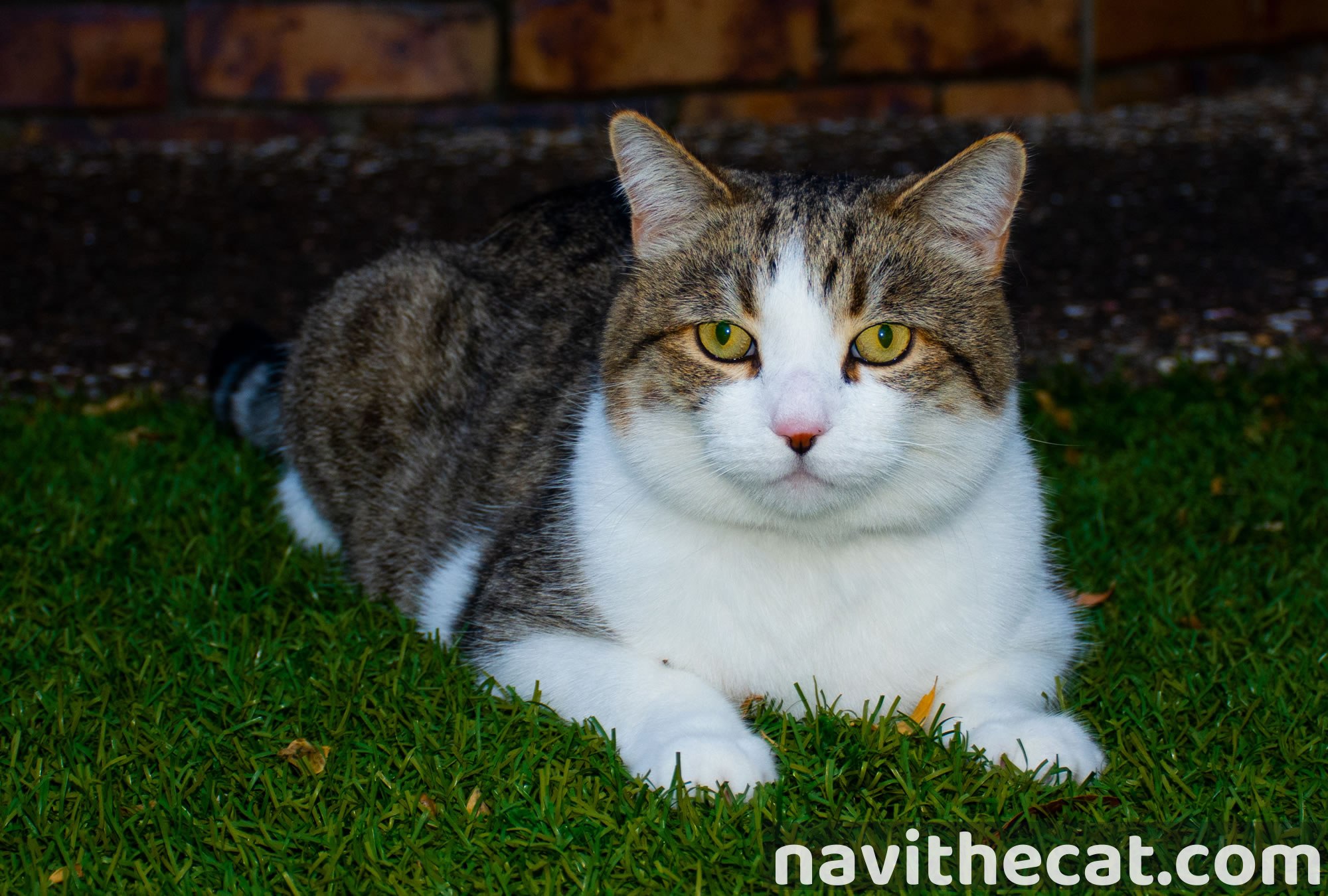 Naavi At Home