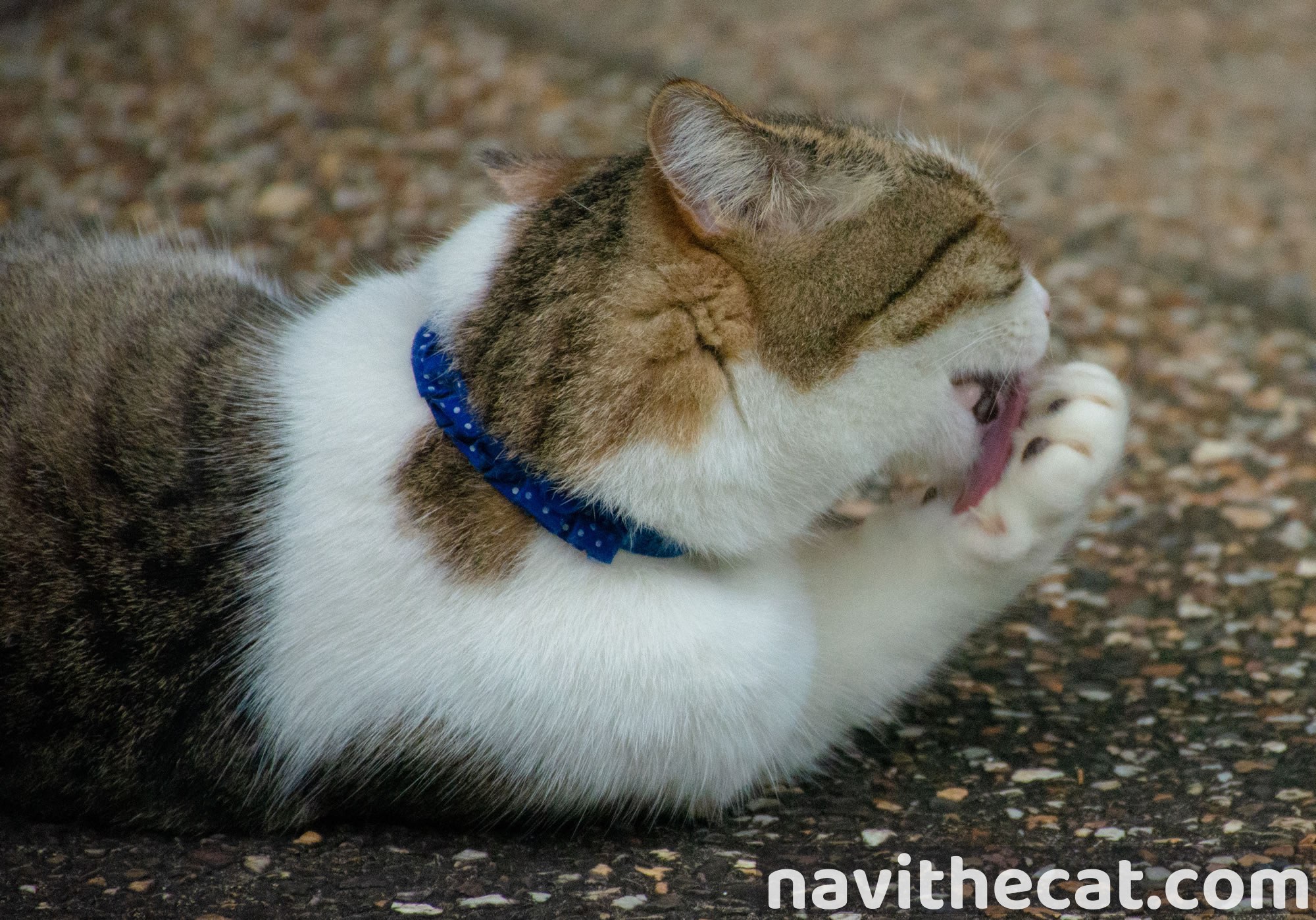 Naavi Cleaning