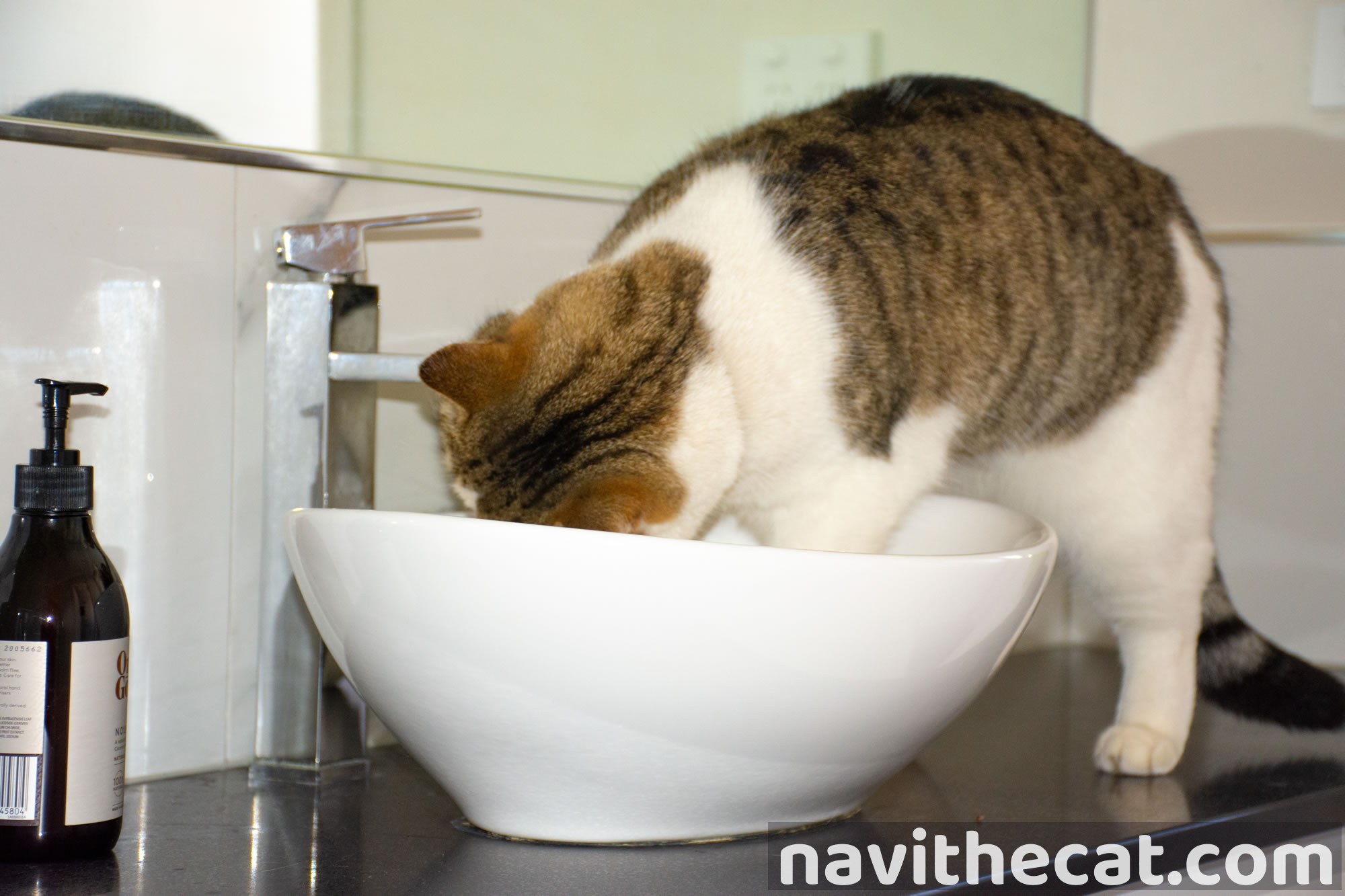 Naavi Drinking