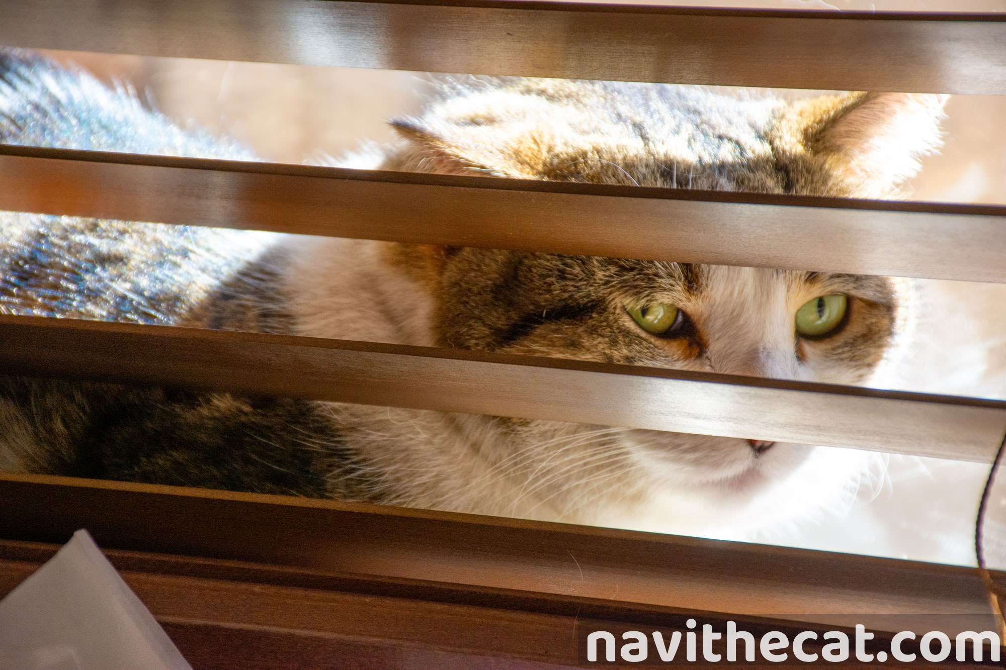 Naavi Hiding