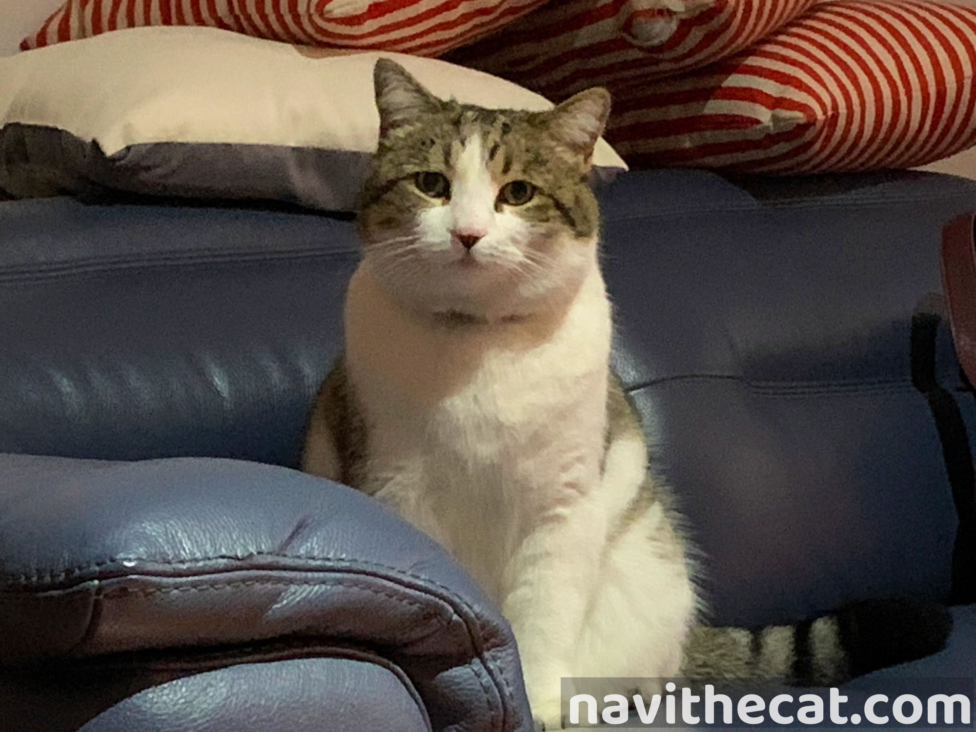Naavi Mychair R2 C2
