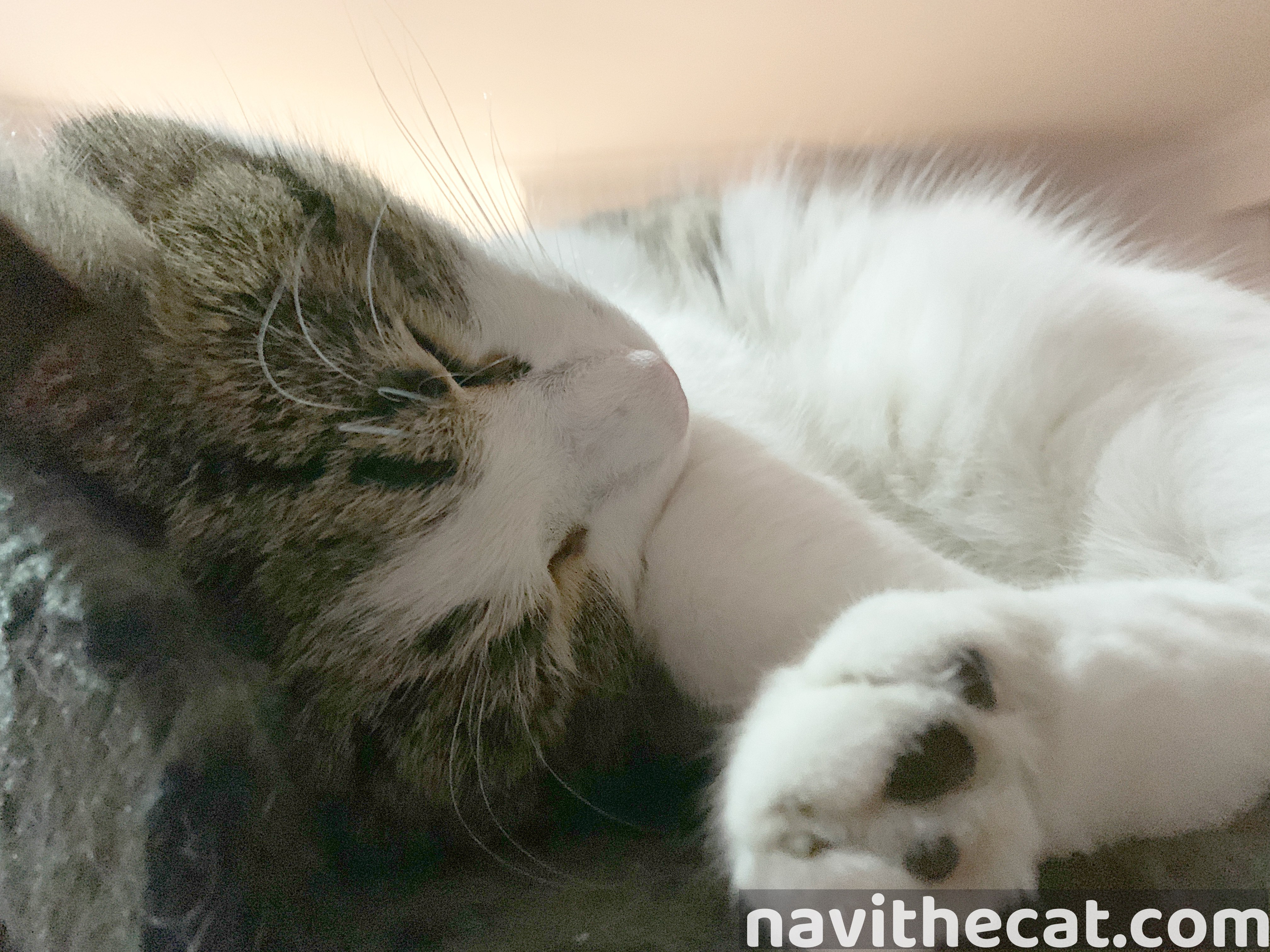Naavi Sleeping