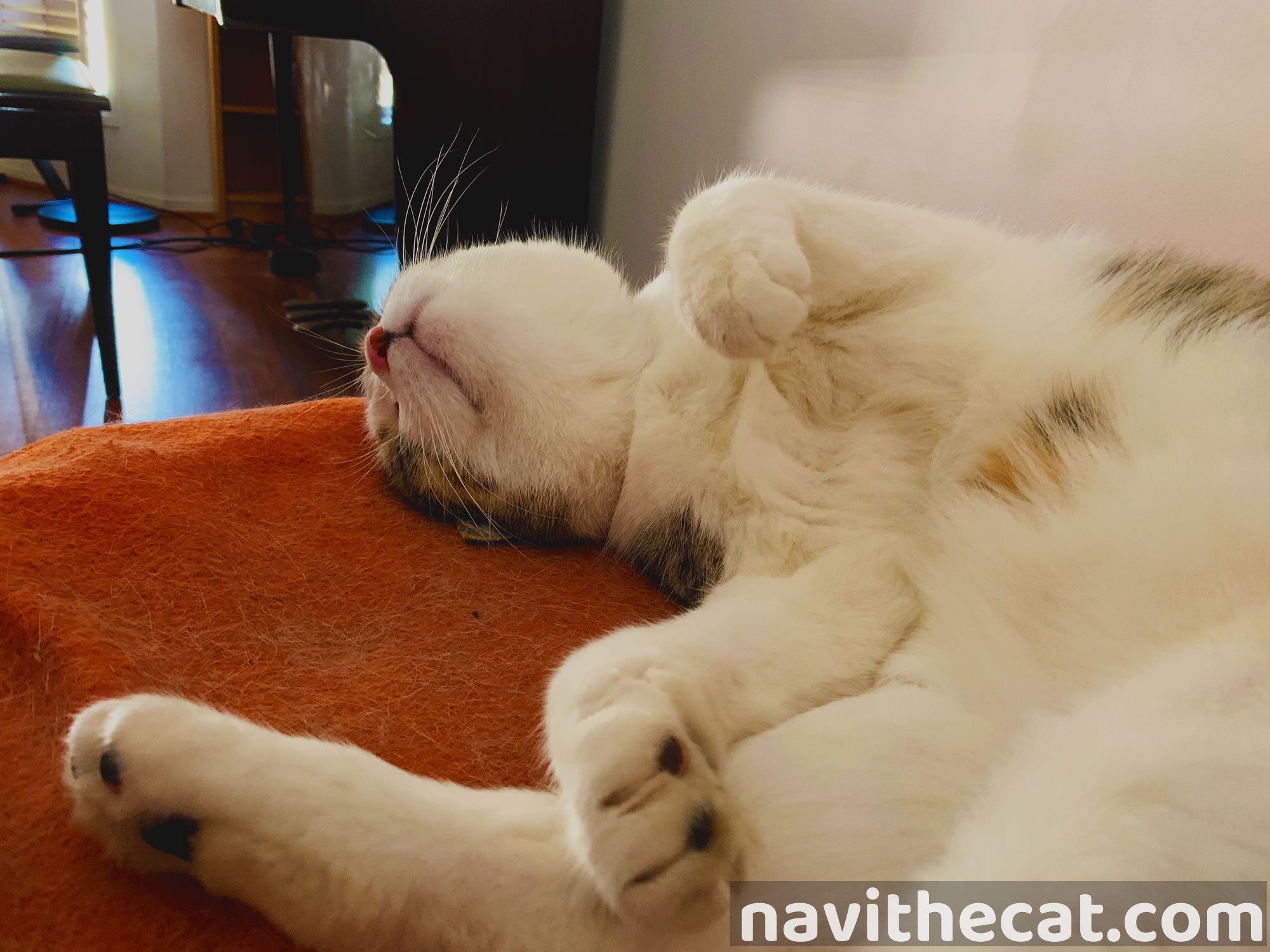 Naavi Sleeping 2020 05