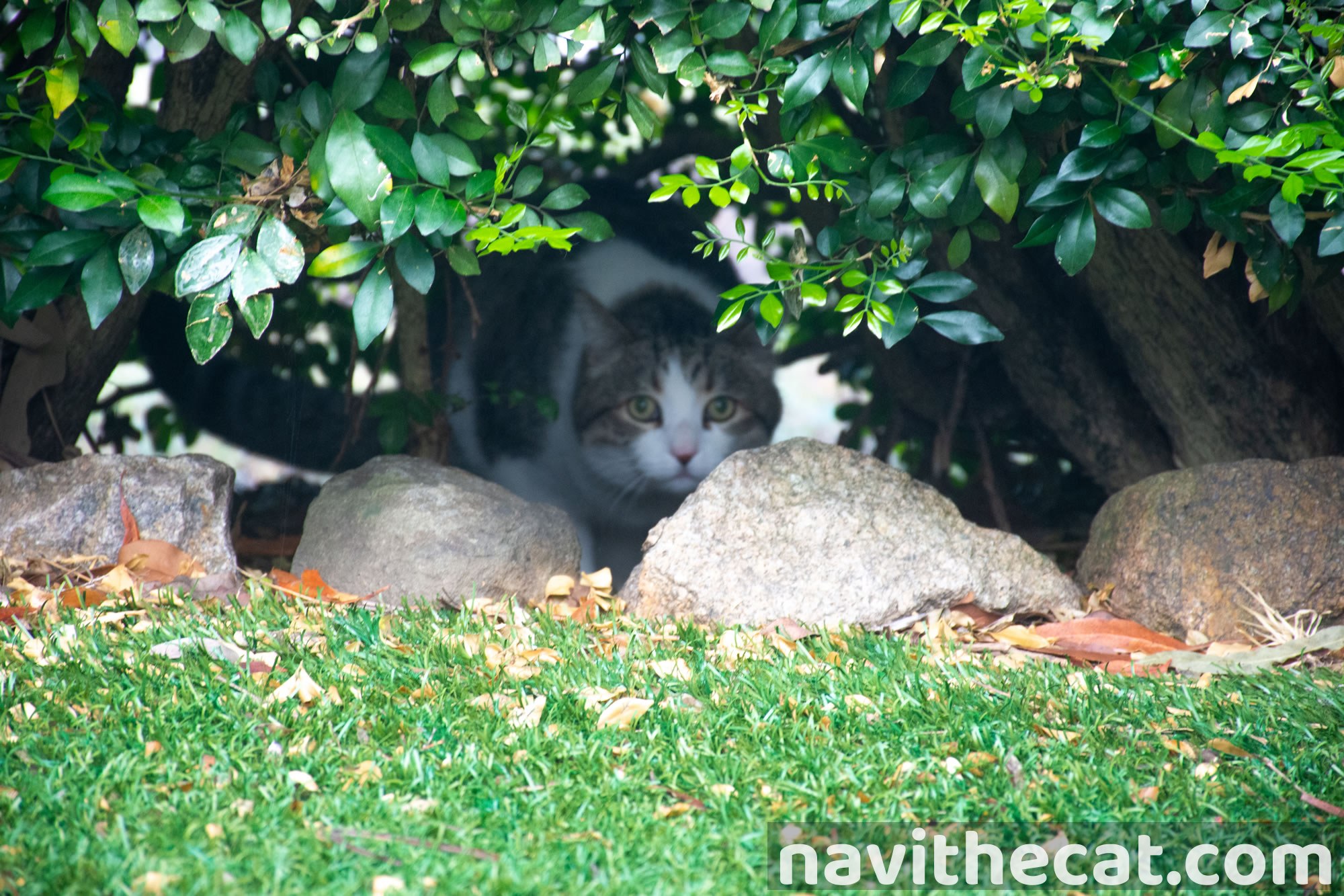 Naavi Stealth Mode