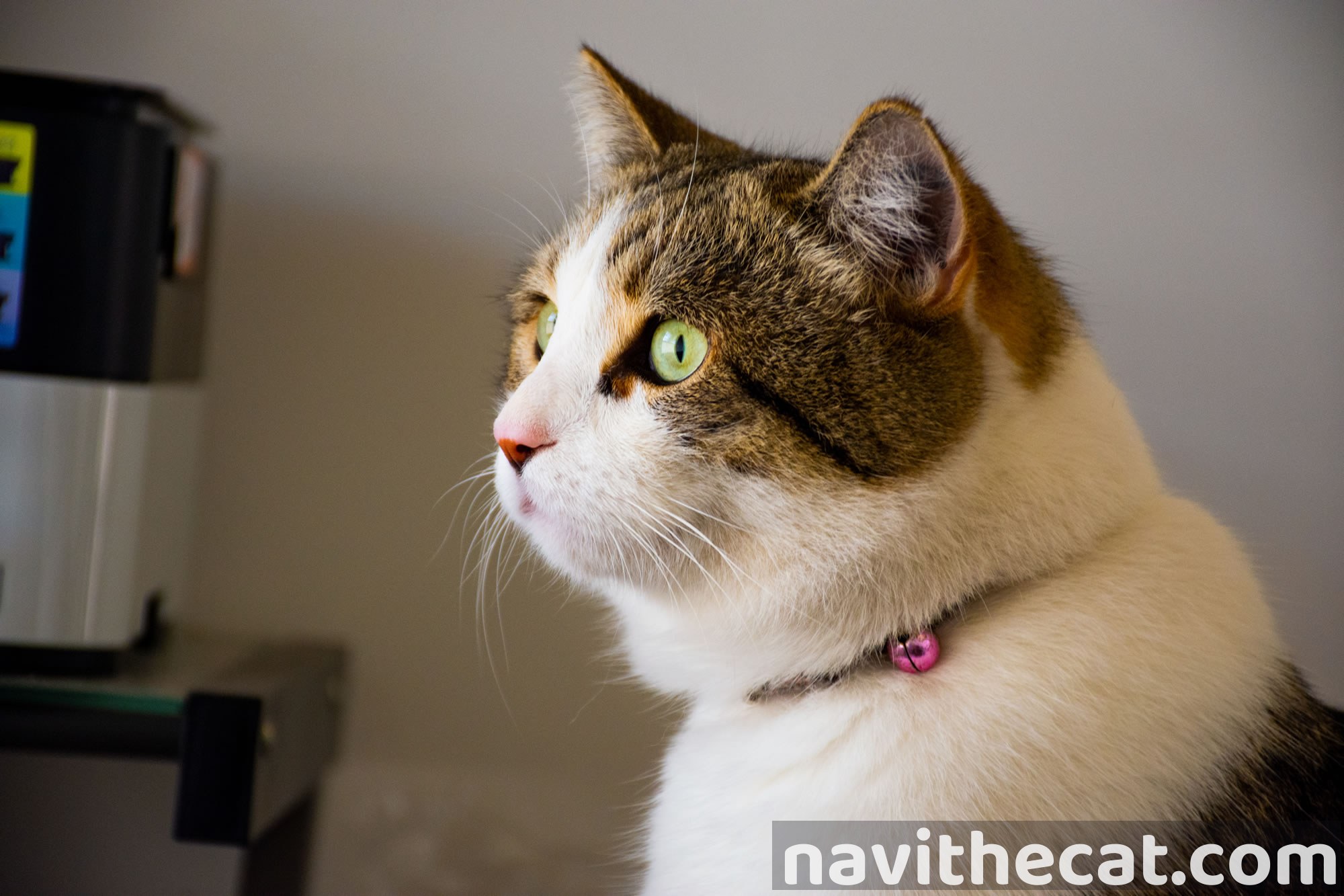 Navvi Lookout